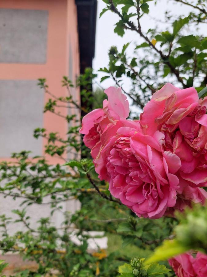 R24, Rose House Hotel Ljubljana Eksteriør billede